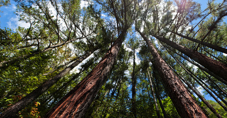 Fototapeta premium Trees