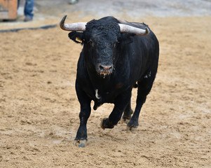 bull