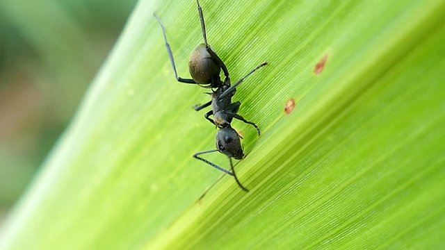 Black ant on the green leaf in tropical rain forest.