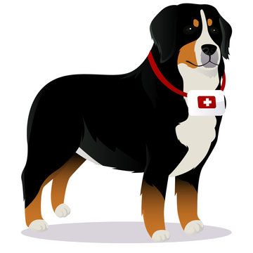 Bernes Mountain dog lifesaver