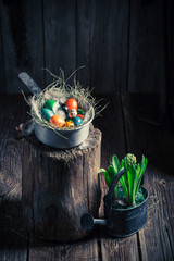 Fresh Easter eggs with hay and feathers
