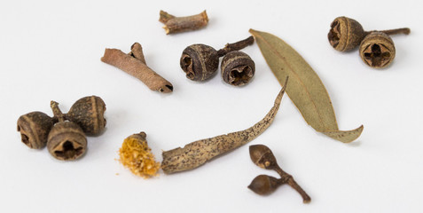 Twigs, seeds, leaves and flowers of eucalyptus in dry form.
