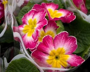 Double primrose colored paint, Latin name "Primula vulgaris" in the greenhouse in Serbia