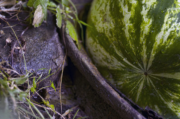 Summer concept of nature. Fresh watermelon on the stone background. Useful as background