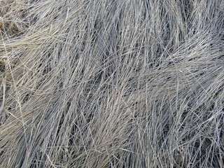 Сухая трава в поле