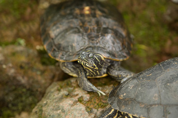 Grimmig aussehende Schildkr&ouml;te