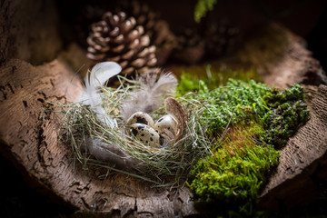Fresh eggs for Easter on bark with moss