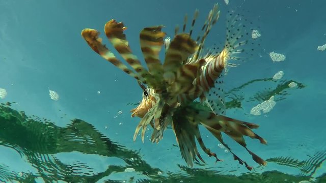 Devil firefish or Soldier lionfish (Pterois miles) against the background of a water surface, medium shot.
