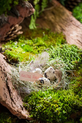 Fototapeta premium Fresh Easter eggs in forest at sunrise