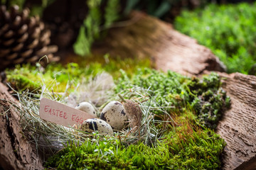 Colourful eggs for Easter in the nest with feathers
