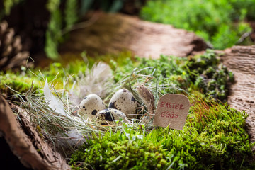 Quail eggs for Easter in the nest with feathers