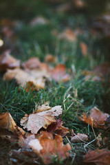 Fallen leaves