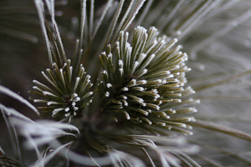 Frost on the needles