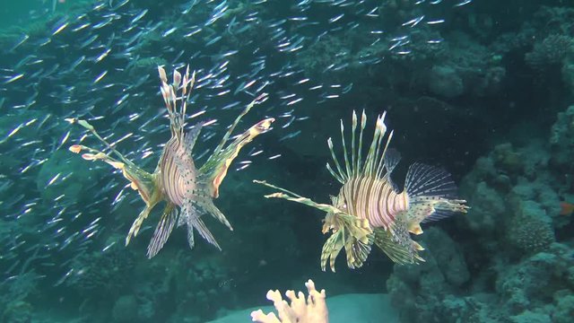 Two Devil firefish or Soldier lionfish (Pterois miles) prey on small fish Hardyhead Silverside (Atherinomorus lacunosus), medium shot.
