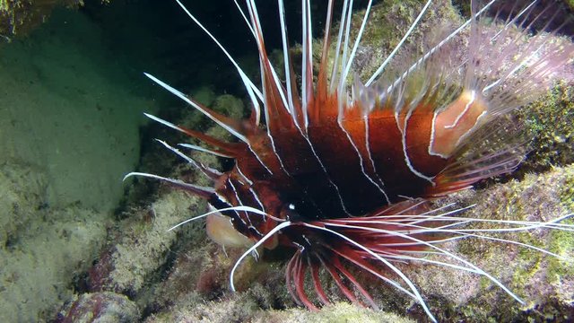 Radial firefish (Pterois radiata) lies on a rock and slowly moves the fins, medium shot.
