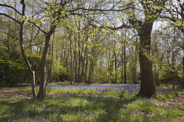 Bluebells in woodland, Suffolk, England