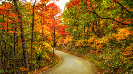 Fototapeta premium Kistler dirt road in the Linville Wilderness Gorge during Autumn