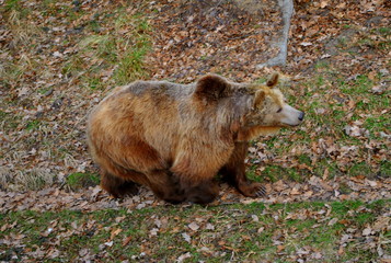 Niedźwiedź brunatny - ursus arctos