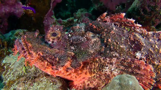 Tassled scorpionfish (Scorpaenopsis oxycephala) lies on the bottom, close up.
