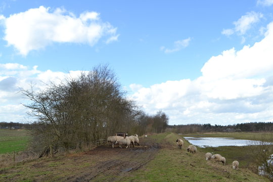 een kudde schapen op de dijk van de overstroomde rivier de Regge