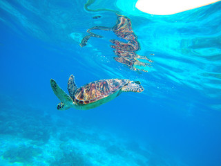 Obraz premium Sea turtle in blue water. Green turtle in wild nature. Sea tortoise diving to sea bottom.