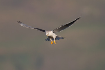 White-tailed kite about to strike, showing off its talons