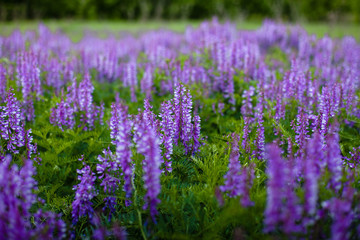 purple flowers background