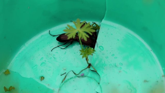 Carabus granulatus (Ground beetle) trying to escape from a broken plastic container with water