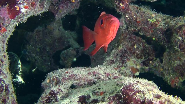 Sea fish Moontail bullseye (Priacanthus hamrur) on a dark cave background, medium shot.
