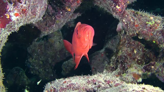 Sea fish Moontail bullseye (Priacanthus hamrur) on a dark cave background, medium shot.
