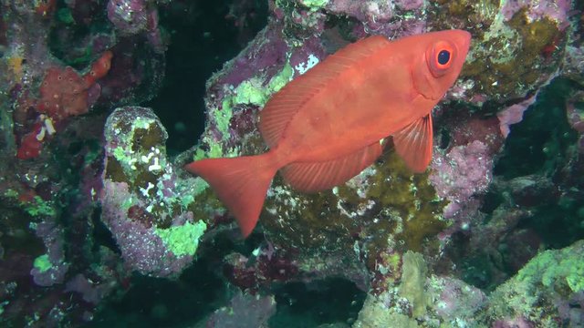 Sea fish Moontail bullseye (Priacanthus hamrur) against a wall of a coral reef, medium shot.
