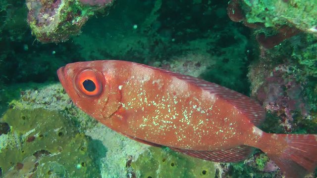 Sea fish Moontail bullseye (Priacanthus hamrur) against a wall of a coral reef, medium shot.
