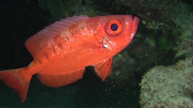 Sea fish Moontail bullseye (Priacanthus hamrur) on a dark cave background, medium shot.
