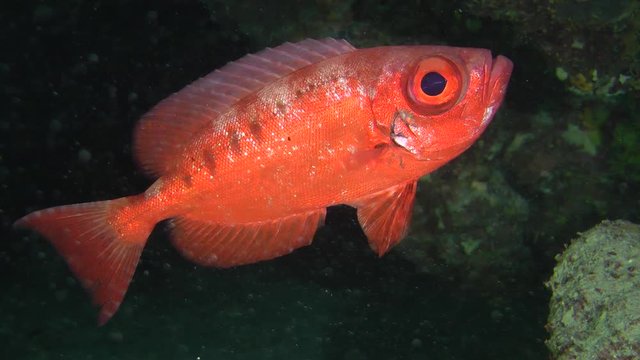 Sea fish Moontail bullseye (Priacanthus hamrur) on a dark cave background, in the background a fish swims, medium shot.
