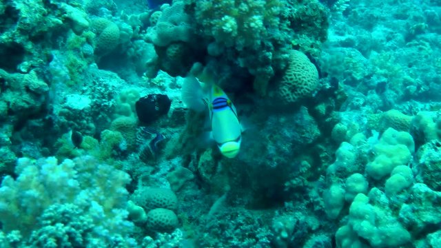 Picasso Triggerfish (Rhinecanthus assasi) swims against the coral background, turns, then leaves the frame, wide shot.
