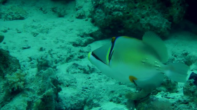 Picasso Triggerfish (Rhinecanthus assasi) swims along the wall of the reef, medium shot.
