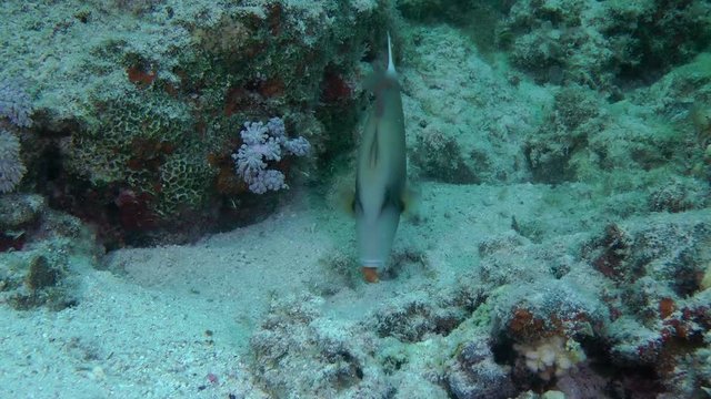 Bluethroat triggerfish (Sufflamen albicaudatum) grabs sand and seashells from the bottom, medium shot.
