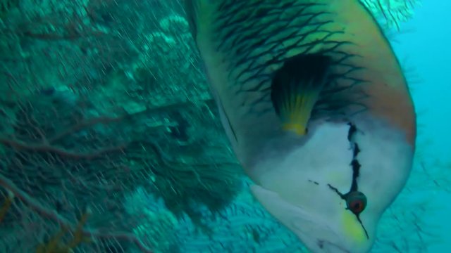 Sling-jaw wrasse (Epibulus insidiator) swims on the background of a gorgonian coral, medium shot.

