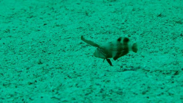 Young Pearly razorfish (Xyrichtys novacula) above the sandy bottom, medium shot.
