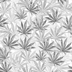 Fototapeta na wymiar Gray Cannabis leaves on white background
