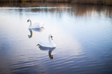 two white swans on a lake with reflection