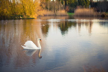 White swan on a lake with reflection
