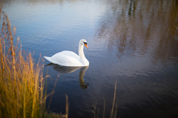 White swan on a lake with reflection