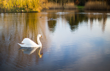 a white swan on a lake with reflection