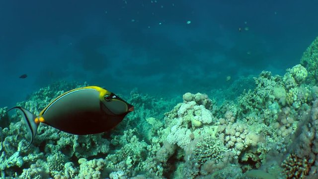 Orangespine unicornfish (Naso lituratus) swims over the top of the reef, wide shot.
