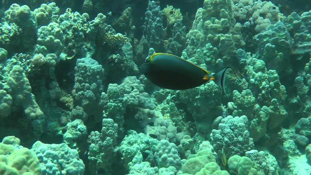 Orangespine unicornfish (Naso lituratus) swims along the wall of the reef and disappears behind the coral, wide shot.
