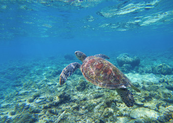 Sea turtle in water. Swimming sea turtle in blue water. Sea tortoise snorkeling photo.