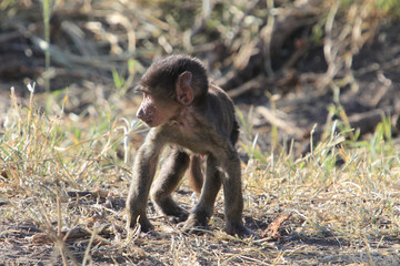 Young Baboonb