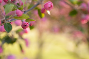 Flowers blooming in spring on a tree (Plum)