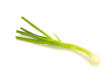 spring onion isolated on the white background